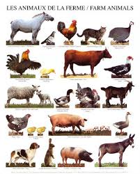 Which animal are you?