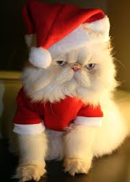 That angry Grinch cat masquerading as Santa