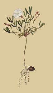 نبات الاوكسيلس   OXALIS 155-Oxalis-Versicolor-Striped-Flowered-Wood-Sorrel