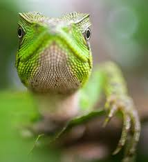 green lizard pictures