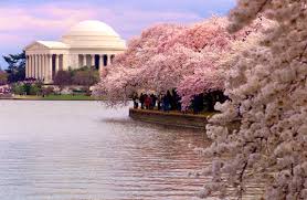 DC Starts Meat Free Mondays! washington dc cherry blossoms jefferson DC Starts Meat Free Mondays!