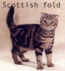القط الاسكتلندي المتدلي الاذنين Scottish20foldhc0