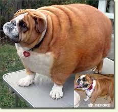 fat dog
