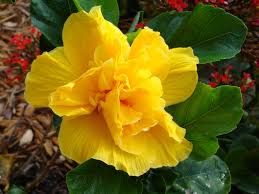http://t1.gstatic.com/images?q=tbn:GhLB2BQMYnCstM:http://www.allabouthappylife.com/wallpapers/hibiscus/yellow-hibiscus-dsc00820.jpg