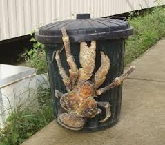apparently �Coconut Crabs�