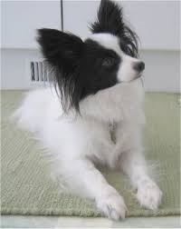 Papillon Information and