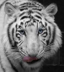white siberian tiger cubs
