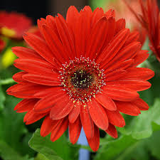 red daisy