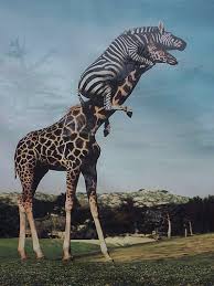 San Diego ZOO Safari Park