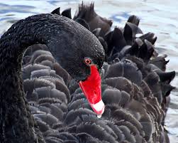 a Black Swan event as
