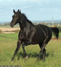 cheval-noire