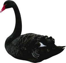 In fact, there are black swans