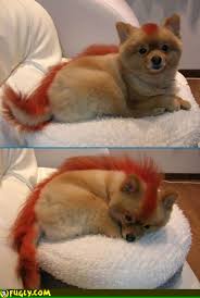 The Pomeranian