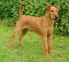 Irish Terrier puppies for sale