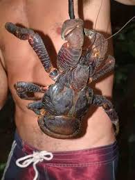 $@%#ing hate coconut crabs.