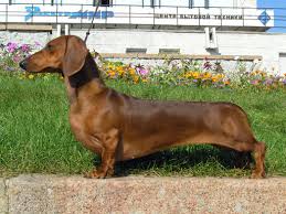 File:Short-haired-Dachshund.