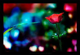 You light up my life by `gilad