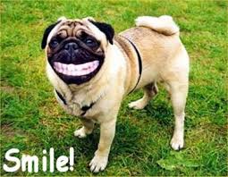 http://t1.gstatic.com/images?q=tbn:N7DlbziaBJTv0M:http://images.paraorkut.com/img/funnypics/images/d/dog_smiling-11960.jpg