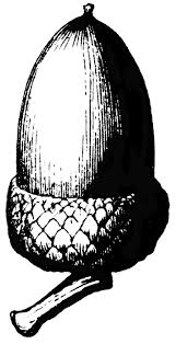Acorn