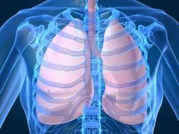http://t1.gstatic.com/images?q=tbn:O7XVSPFUUblPEM%3Ahttp://www.ch-verdun.fr/les-poles/pole-5-medecine-2/copy_of_pneumologie/Pneumo.jpg/image_preview