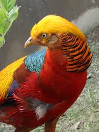 File:Golden Pheasant 09.jpg