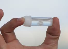 Irukandji Jellyfish in a testube