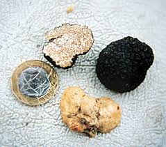 The white truffle is the