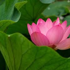 water lily lotus flower