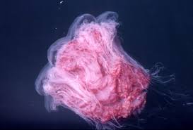 Image: Lions Mane Jellyfish