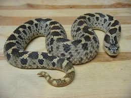 southern hognose snake
