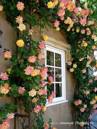 orange rose bushes
