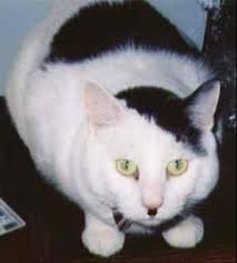 Cats that look like Hitler