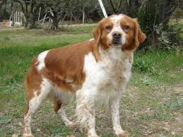 Afficher l'image en taille réelle