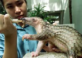 rescued baby pangolin.