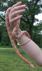 creamsicle corn snake