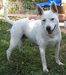 Bull Terrier Queensland Heeler