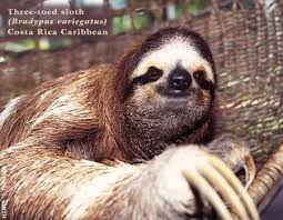 Throated three-toed sloth