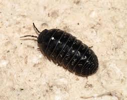 File:Woodlouse 2007-1.jpg