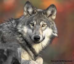 beautiful wolf images