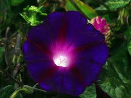 Responsabilidad en el Conocimiento y la Da'wah Purple-Flower-378664