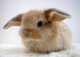 Bunnies! Cute_bunny41