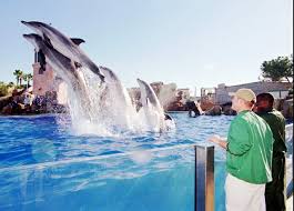 A dolphin at SeaWorld in