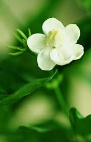 زهور الياسمين Jasmine