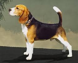 Beagle - Veloz, pequeno e energético Beagle
