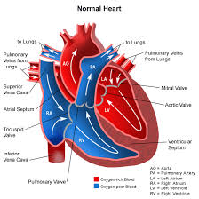 Comparison with normal heart