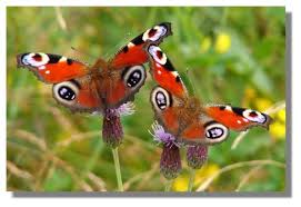 peacock butterflies