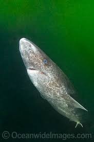 Greenland Shark (Somniosus