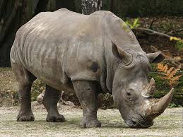 Team Rhino Team Rhino