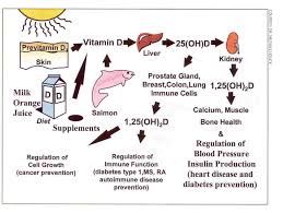 The process by which vitamin D