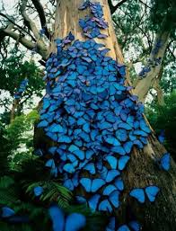 blue moths